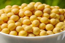桦豆2大豆品种简介 普通品种