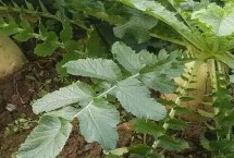 常见的十字花科作物 包括萝卜、白菜、芥菜等品种