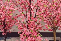 桃树盆栽的观赏价值 可观赏桃花还可观赏果实