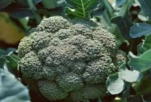 西兰花怎么防病虫害 秋季虫多需及时用药