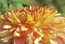 菊花金龟子的危害 主要为害叶片