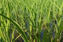荃9优535水稻种子介绍 每亩大田用种量1.5－2.0千克