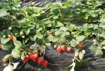 草莓属于哪个季节的水果 常在春末夏初采摘上市