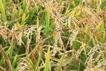 淮稻57水稻种子特点 每亩用种量3～4公斤