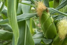 种源179玉米品种的特性 中抗弯孢叶斑病