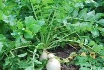 白萝卜种植技术 一般采用穴播的种植方法