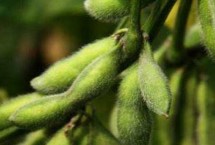 黑农87大豆品种简介 亩种植密度