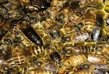 怎样育蜂王 选择温度稳定在20°C以上时进行