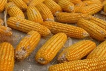 罗单297试验名称 罗单297玉米品种简介 播种方式可直播或育苗移栽