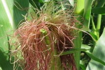 天沃4号玉米种子特点 每亩加施复合肥25千克