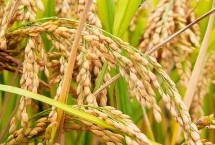 元两优6503水稻种子介绍 每亩有效穗数17.2万