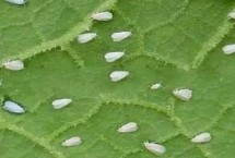 白菜白粉虱危害特点 传播速度快且寄主范围广