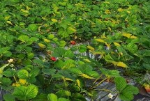 冬季草莓大棚栽培技术要点 定植后立刻浇一次定苗水