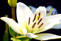 百合花属于蜜源植物吗 可为蜜蜂提供花蜜和花粉