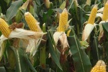 H717玉米种子介绍 放赤眼蜂防治玉米螟虫