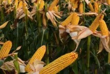 农科大18玉米种子特点 注意防治病虫害