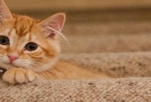 猫咪哮喘病怎么诊断 可通过x光线检查、全血细胞计数检查等