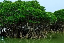 红树林的根系有何作用 可固定植株、吸收氧气