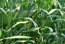 农发188玉米种子特征特性 中抗茎腐病