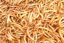 养殖黄粉虫的方法和收益 利润可观但市场已经趋向饱和