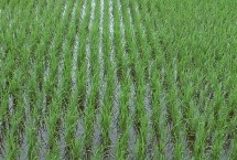 中科盐5号水稻种子特点 秧田期抓好灰飞虱的防治