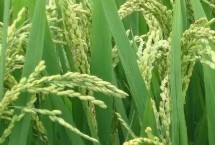 豪粳1号水稻品种简介 全生育期为131.4天