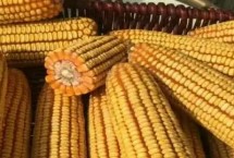 鲲科1号玉米种子介绍 每亩种植密度5500株左右