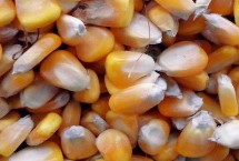 玉米种子的胚包括哪几个部分 由胚根、胚芽、胚轴、子叶组成
