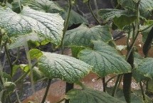黄瓜氮肥过多的症状 会出现叶片成暗绿色、植株叶片发黄等