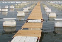 罗非鱼的网箱养殖技术 水温为24℃左右就可投放鱼种