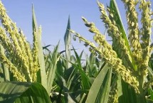 福玉616玉米种子特征特性 适宜播期为6月5日～25日