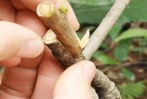 枇杷树什么时候嫁接好 春秋季的晴天嫁接为宜