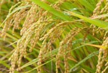 望两优851水稻种子特征特性 每亩有效穗数15.4万穗