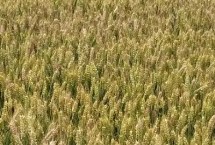 济科109小麦种子介绍 每亩基本苗15万左右