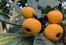 种植枇杷的温度管理工作 不同生长时期温度要求不同