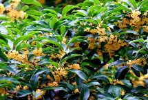 桂花开放时间 主要集中在9-10月份