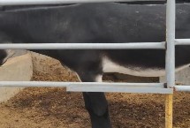 中国有代表性的四大优良驴种 分别为佳米驴、泌阳驴、河西驴、云南驴