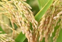 唐两优280水稻品种的特性 秧田亩播种量8～10千克