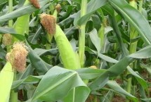 周亿2号玉米品种的特性 云南最佳播种节令4-5月份