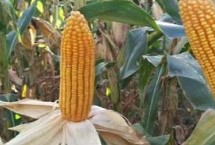 成单720玉米种简介 春播平均生育期117.7天