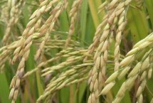 佳丰糯2水稻种子特征特性 糯稻品种