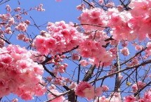 樱花树与樱桃树有什么区别 樱花树属于樱花种、樱桃树属于樱桃种