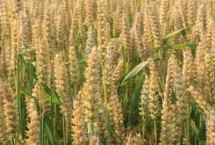 山农65小麦品种简介 适宜播期10月上旬