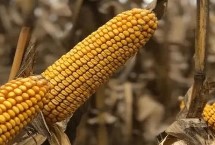 巍德709玉米品种简介 适宜播期4月下旬至5月上旬