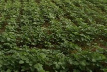 垦科豆2大豆品种简介 对土壤肥力要求不严