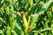 铁泉3号玉米种子特征特性 中抗灰斑病