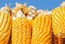 致泰15号玉米种子特点 辽宁省春播生育期129天