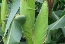 德科882玉米品种的特性 每亩种植密度4500株左右