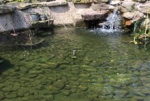 让庭院鱼池水变清澈的方法 种植水草可改善水质
