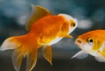 金鱼鱼尾变黑的原因 可能是水质太差或肠炎导致的